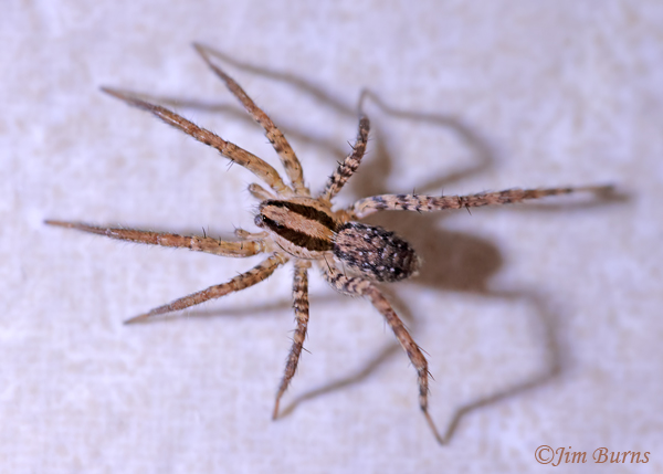 Colorado Wolf Spider, Arizona--3943