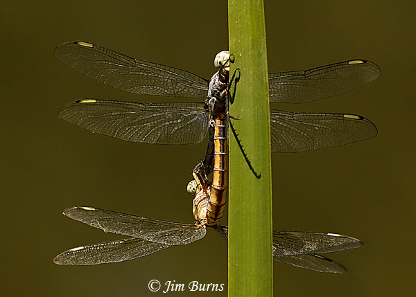Comanche Skimmer pair in wheel, Maricopaa Co., AZ, August 2019--4987