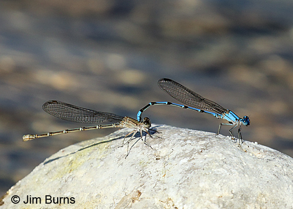 Comanche Dance pair in tandem, Real Co., TX, August 2017