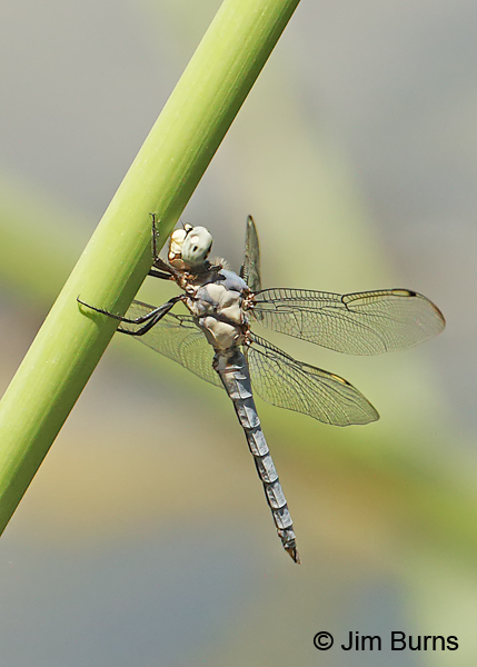 Comanche Skimmer immature male, Maricopa Co., AZ, July 2014