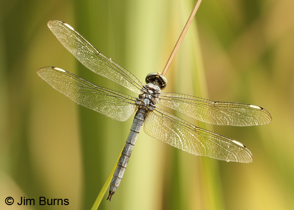 Comanche Skimmer male dorsal view, Maricopa Co., AZ, September 2012