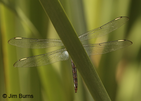 Comanche Skimmer male ventral view white stigmas, Maricopa Co., August 2013