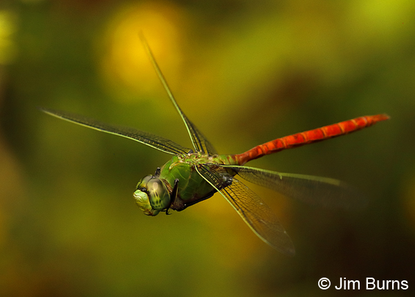 Comet Darner male incoming, Liberty Co., FL, May 2018--9095
