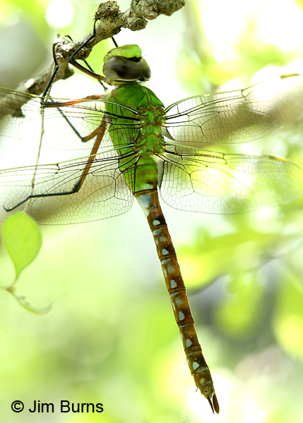 Comet Darner immature female, Travis Co., TX, August 2017