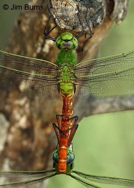Comet Darner pair in wheel close-up, Travis Co., TX, August 2017