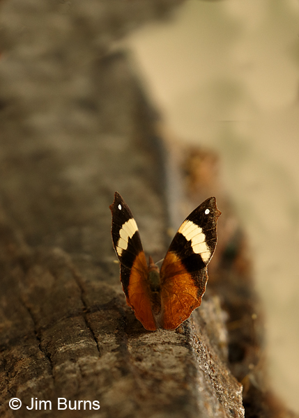 Common Banner female, Texas