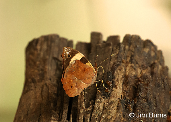Common Banner female underwing, Texas