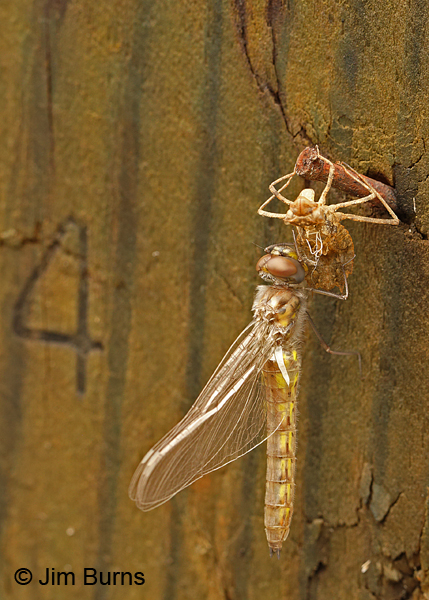 Common Baskettail emerging female, 3:40pm, Santa Rosa Co., FL, March 2016
