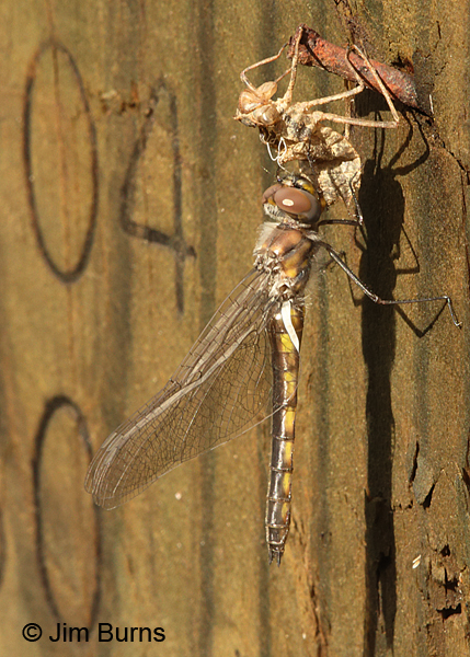 Common Baskettail emerging female, 4:15pm, Santa Rosa Co., FL, March 2016