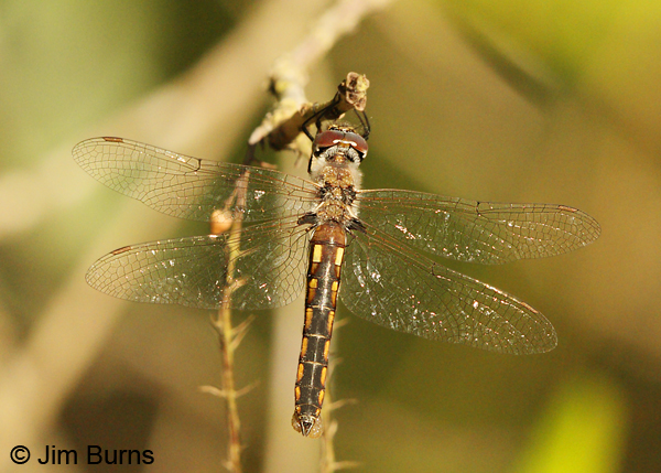 Common Baskettail female with egg sack, Jasper Co., TX, April 2013