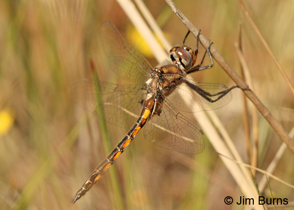 Common Baskettail male, Angelina Co., TX, April 2013