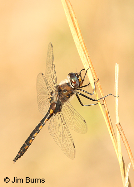 Common Baskettail male, Santa Rosa Co., FL, March 2016