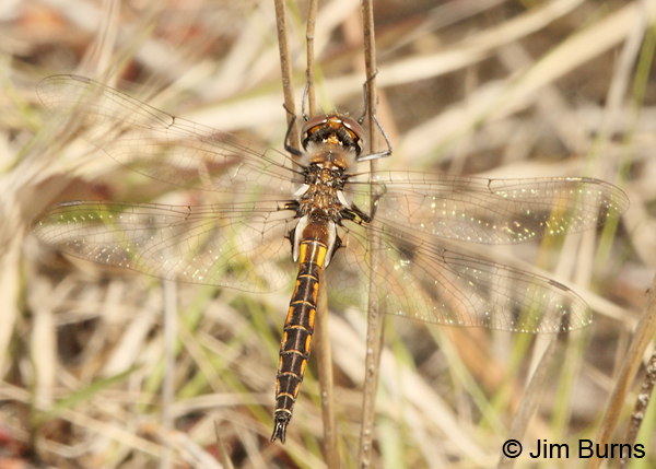 Common Baskettail male dorsal view, Angelina Co., TX, April 2013
