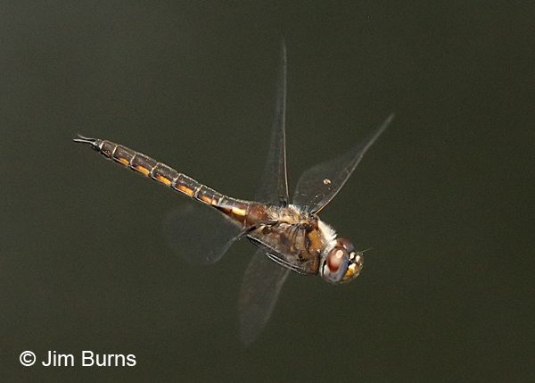 Common Baskettail male flight sequence #1, Santa Rosa Co., FL, March 2017