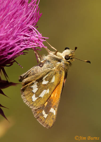 Common Branded Skipper, Colorado--0214