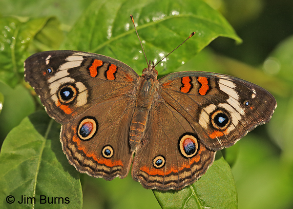 Common Buckeye, Arizona
