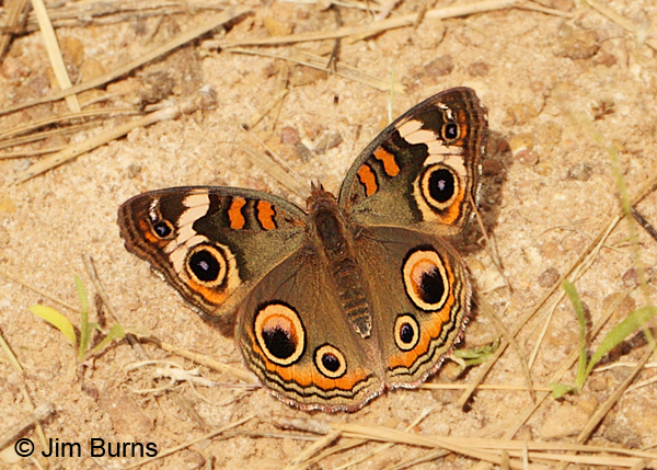Common Buckeye, Texas