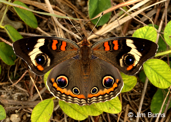 Common Buckeye, Virginia