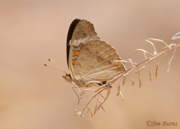 Common Buckeye underwing spring--9478