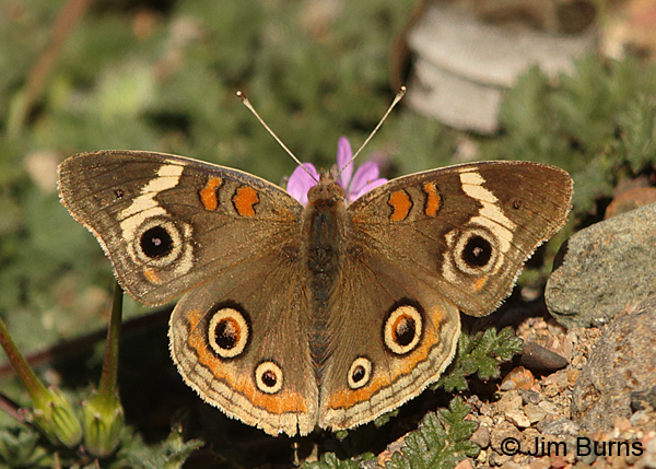 Common Buckeye on Mock Vervain, Arizona