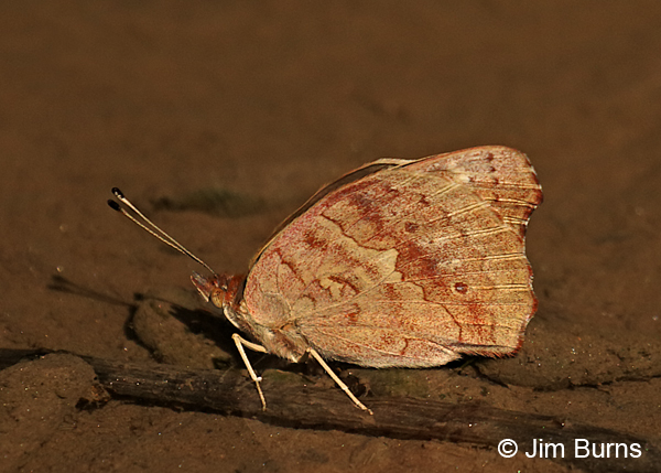 Common Buckeye underwing, Arizona