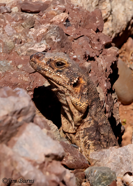 Common Chuckwalla female--3089