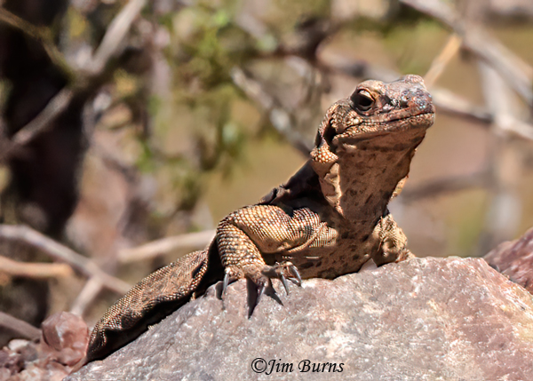Common Chuckwalla female--3103