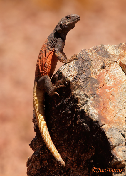 Common Chuckwalla male lunching on ants--3592