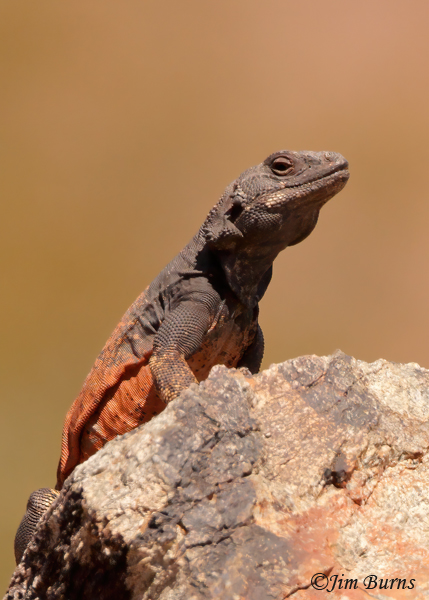 Common Chuckwalla male close-up--3548