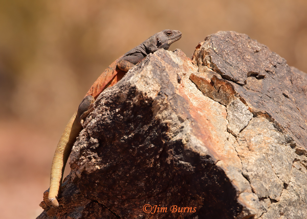 Common Chuckwalla male lunching on ants--3592
