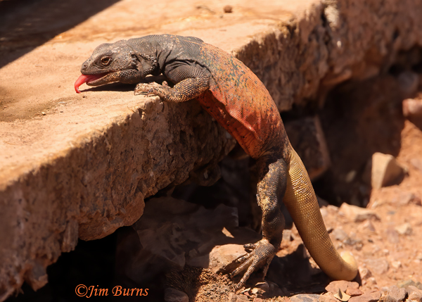 Common Chuckwalla male lunching on ants--3592