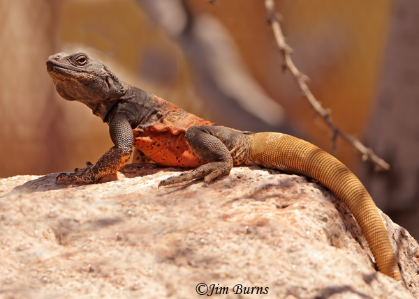 Common Chuckwalla lounging in dappled shade--3644