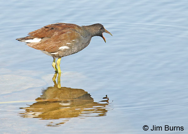 Common Gallinule immature