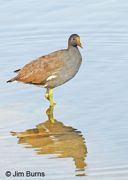 Common Gallinule immature