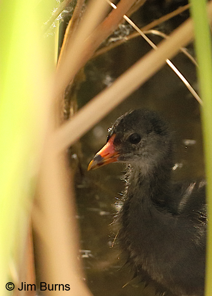Common Gallinule juvenile in reeds