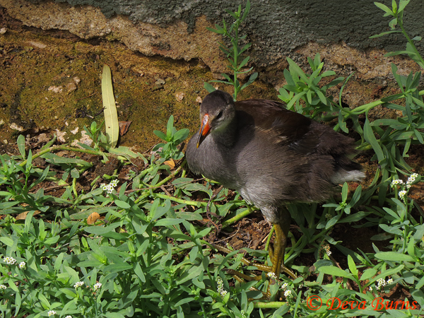 Common Gallinule juvenile #2