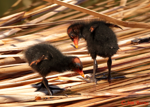 Common Gallinule fledglings--2257