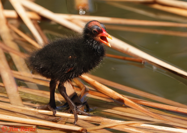 Common Gallinule fledgling calling--2259
