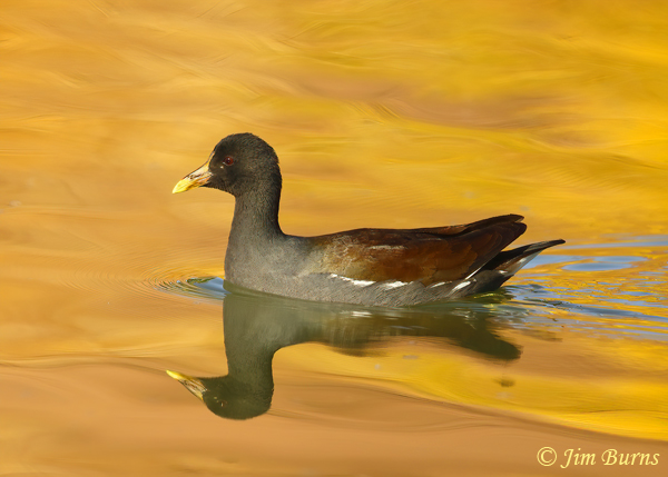 Common Gallinule immature--2464