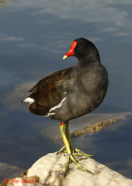 Common Gallinule portrait--8826