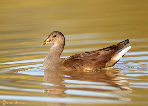 Common Gallinule juvenile--9773
