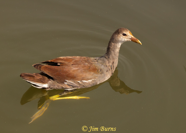 Common Gallinule juvenile--9921