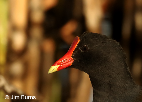 Common Gallinule head shot