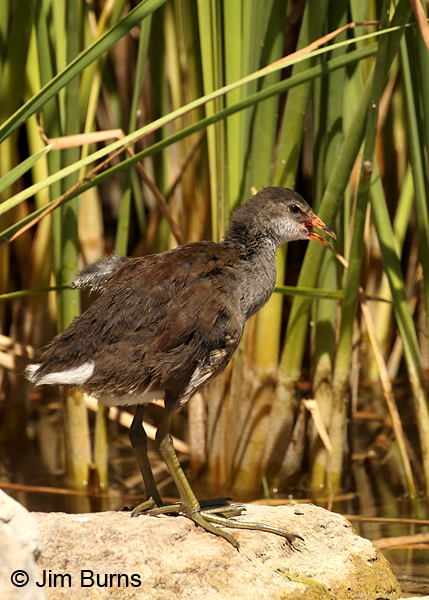Common Gallinule juvenile wingstretch