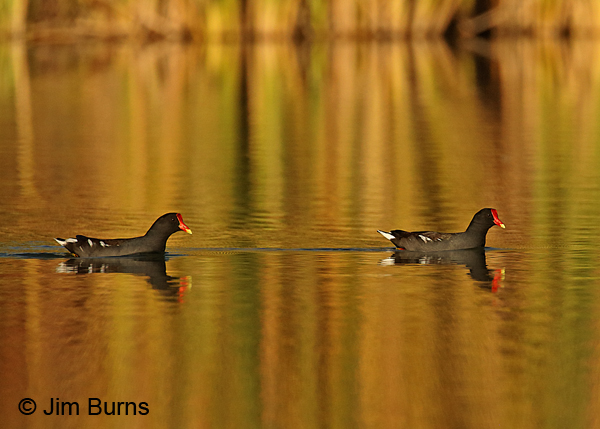 Common Gallinule mated pair