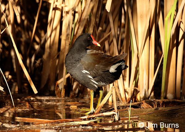 Common Gallinule