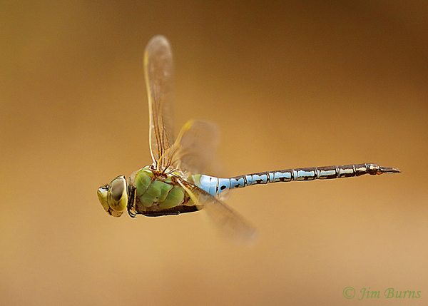 Common Green Darner male in flight, Maricopa Co., AZ, September 2020--7556