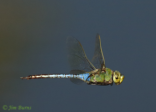 Common Green Darner male in flight, Maricopa Co., AZ, October 2018--9177