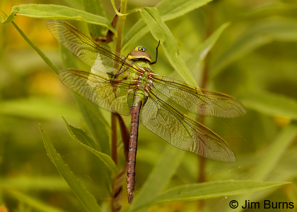 Common Green Darner female, Lake Co., MN, July 2018--9600
