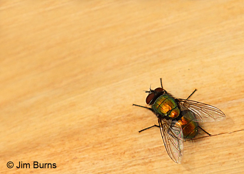 Green Bottle Fly